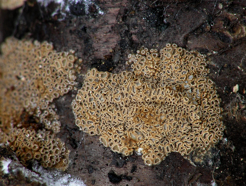 Cyphellopsis anomala